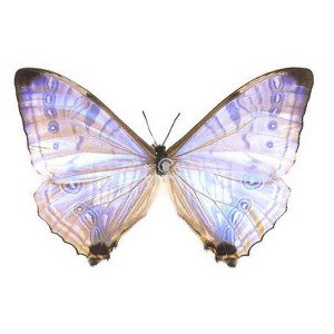 MORPHO SULKOWSKYI